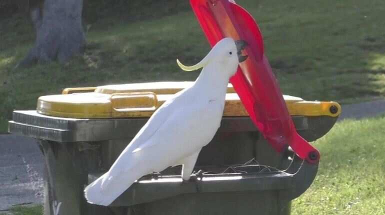 Australia: Cockatoos learn how to open bin's lid by watching other birds
