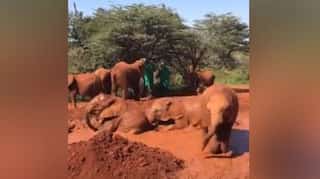 Baby elephants’ gala time with mud catches netizens’ attention 
