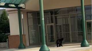 Two bears ‘visit’ to mall makes netizens curious