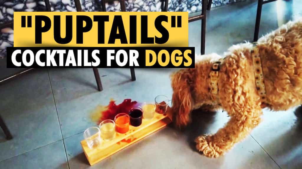 London bar offers cocktails for pet lovers and their dogs