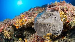 Scientists discover Earth's oldest animal life, 'sponge structures'