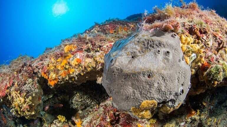 Scientists discover Earth's oldest animal life, 'sponge structures'