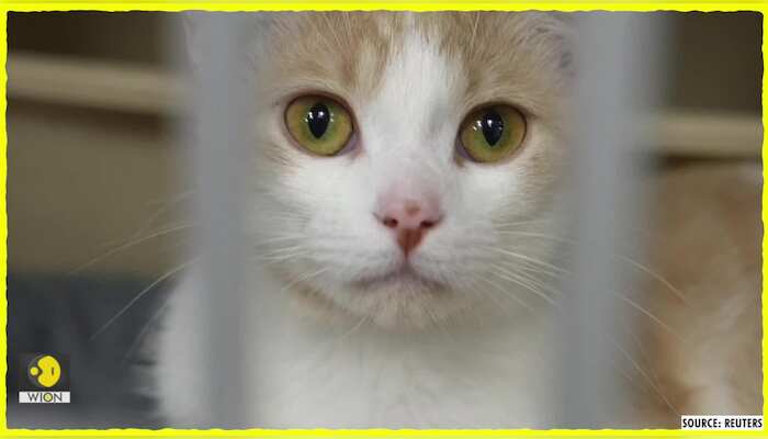 Is your cat happy? AI app decodes feline feelings