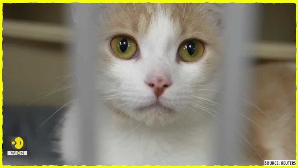 Is your cat happy? AI app decodes feline feelings