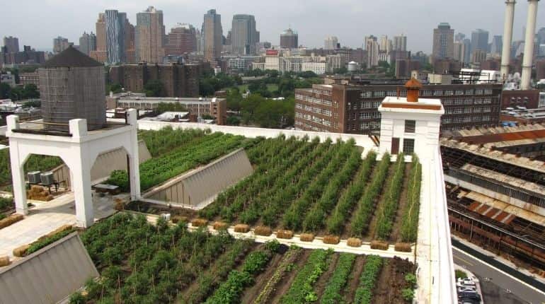 Farming on a New York rooftop