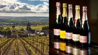 Now, Champagne vineyards hit by fungus due to climate change