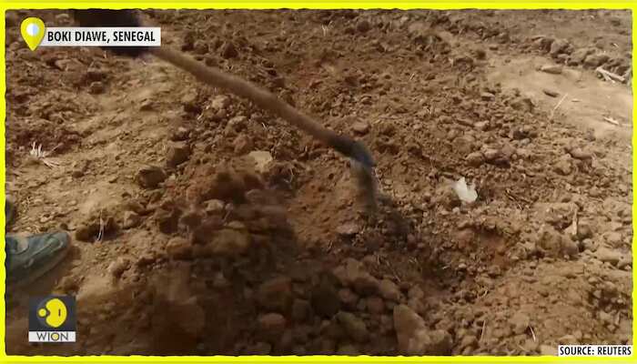 Senegalese plant 'Green Wall' defence against desert