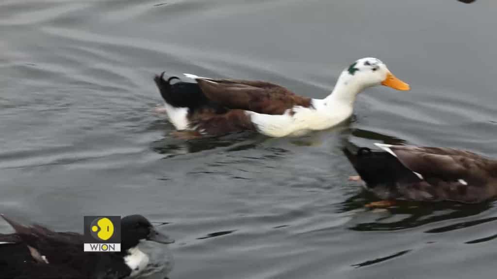 Kashmir Connect: Meet the 'Padwoman of Kashmir'