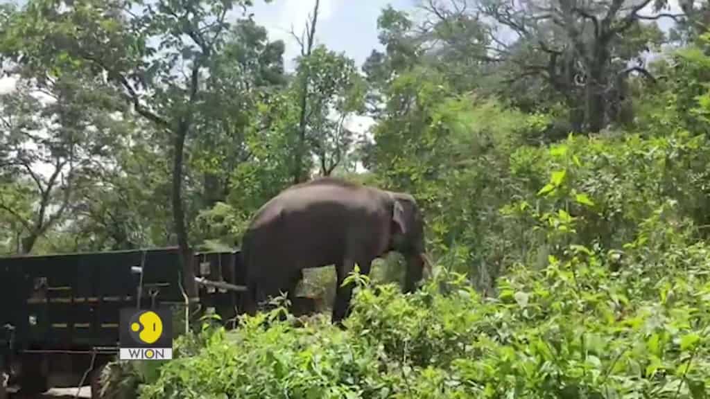 Tusker 'Rivaldo' back in natural habitat, after treatment in captivity