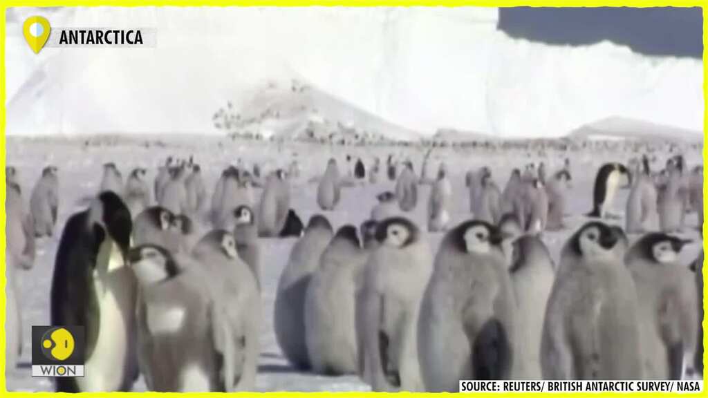 Climate change threat could see emperor penguins listed as endangered species