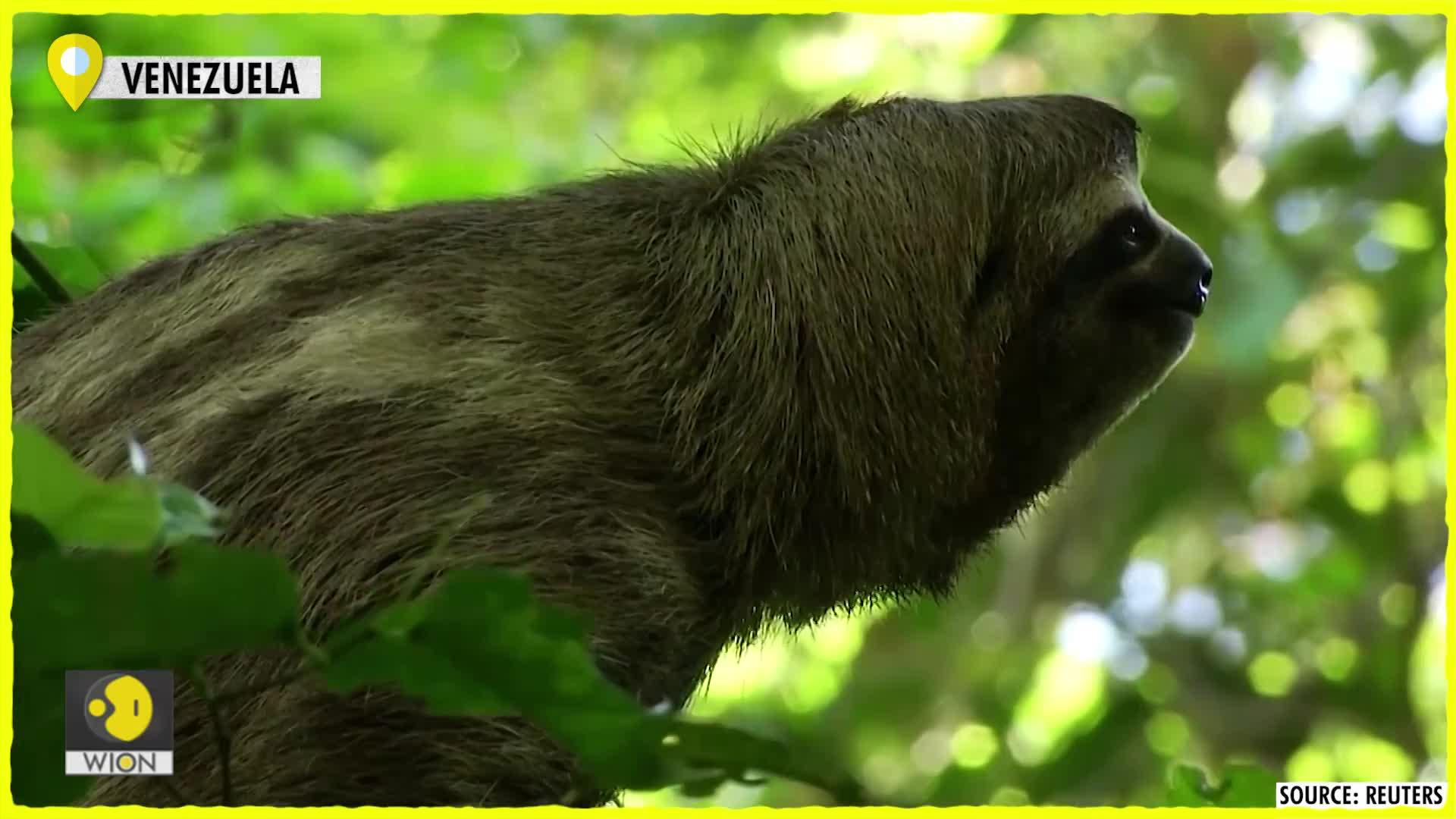 Sloth News - Latest Sloth News, Breaking Sloth News, Sloth News Headlines