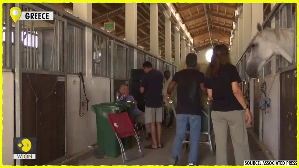 Horses rescued from Greek wildfire find safe haven