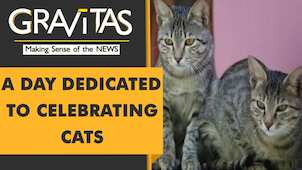 Gravitas: International cat day