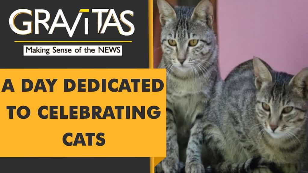 Gravitas: International cat day