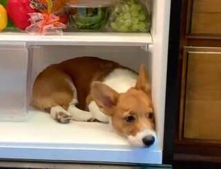 Watch: Video of dog 'chilling' inside fridge goes viral, with 10 million views