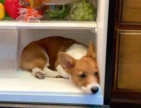 Watch: Video of dog 'chilling' inside fridge goes viral, with 10 million views
