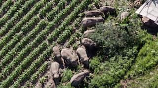 China coaxing wayward elephants home with drones and bananas