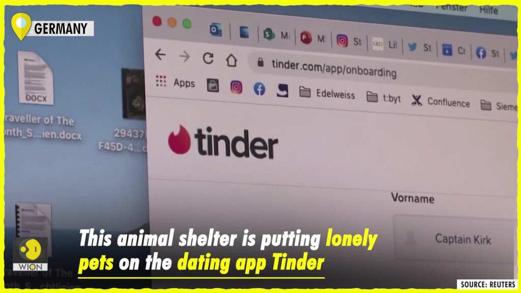 A purrfect match! Shelter pets on Tinder