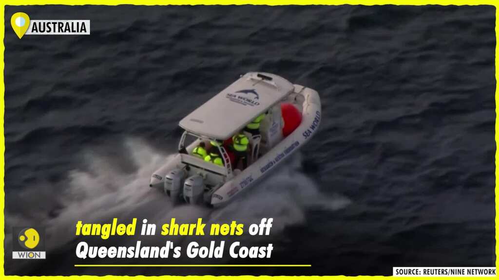Australian rescuers work to free whale tangled in shark nets off Queensland's Gold Coast