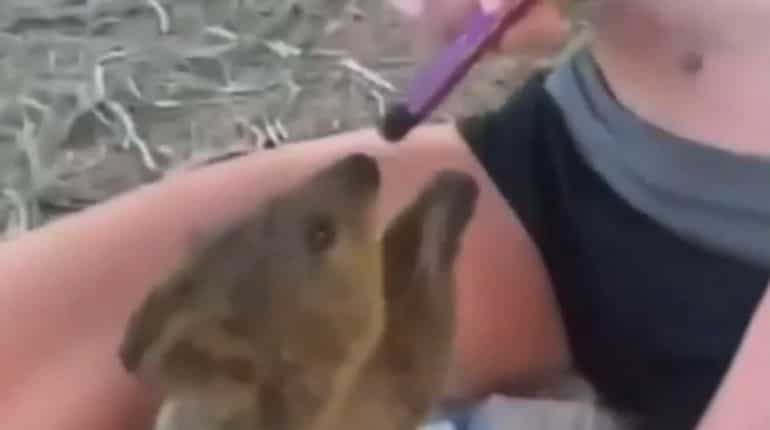 Who is the animal? Australian teen to face five years in jail for forcing quokka to vape