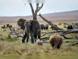 World Elephant Day 2021: Save the species before its too late