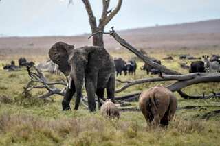 Elephants in Bali left to starve as an impact of COVID-19