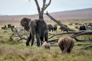 Elephants in Bali left to starve as an impact of COVID-19