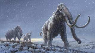 Steps enough for two rounds of Earth: Scientists discover woolly mammoth's massive lifetime mileage