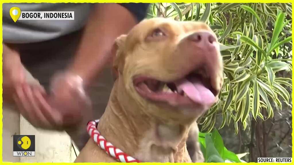 Indonesia animal-lovers help pets left behind by coronavirus