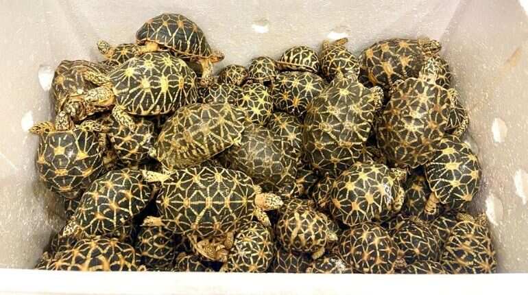 Over 2200 live, endangered tortoises rescued from Thailand-bound cargo