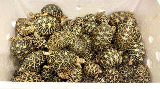 Over 2200 live, endangered tortoises rescued from Thailand-bound cargo