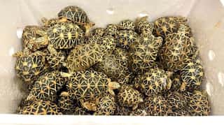 Over 2200 live, endangered tortoises rescued from Thailand-bound cargo