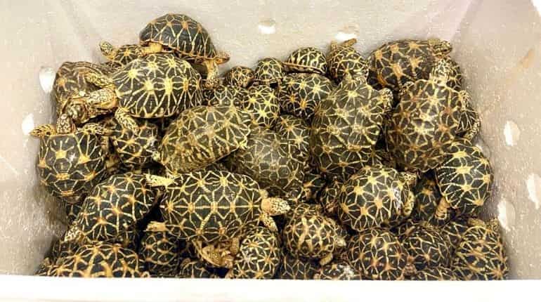 Over 2200 live, endangered tortoises rescued from Thailand-bound cargo