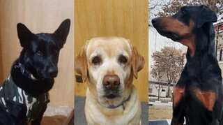 India evacuates three sniffer dogs, 150 ITBP personnel from embassy in Kabul
