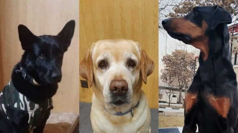 India evacuates three sniffer dogs, 150 ITBP personnel from embassy in Kabul
