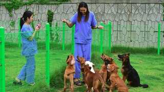 'Not an object': South Korea to grant legal status to animals to tackle abuse, abandonment