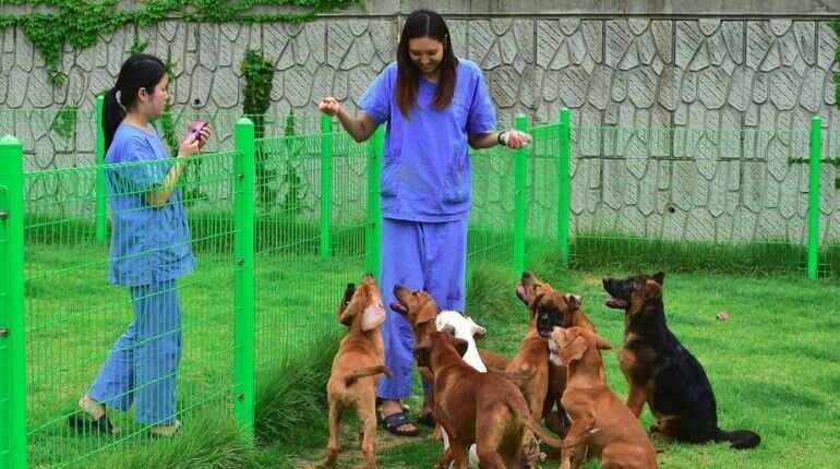 'Not an object': South Korea to grant legal status to animals to tackle abuse, abandonment