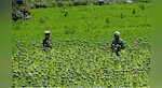 Taliban vow to ban heroin, but can they survive without it?