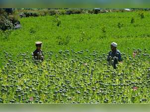 Taliban vow to ban heroin, but can they survive without it?