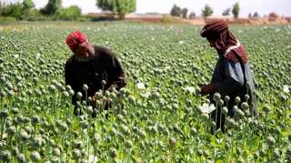 Taliban running campaign to eradicate poppy cultivation in Afghanistan