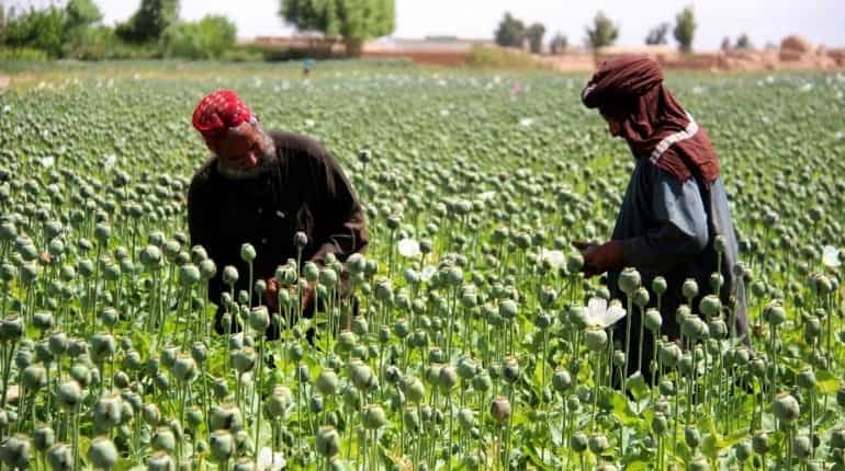 From narco-terrorism to informal economy: The state-crime nexus of Afghanistan’s opium dilemma