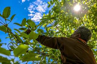 Thailand legalises kratom, popular plant-based pain reliever