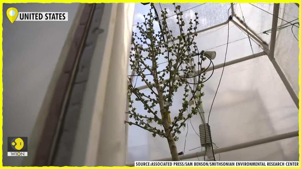 Ancient ginkgo leaves reveal climate changes past and present
