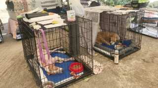 Briton to evacuate 200 dogs and cats from his animal shelter in Kabul