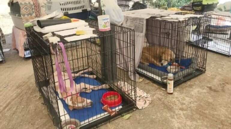Briton to evacuate 200 dogs and cats from his animal shelter in Kabul
