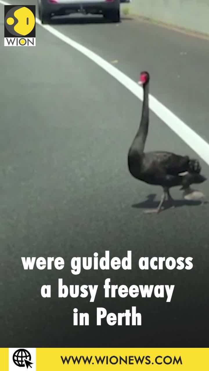 Two motorists guide a black swan and her cygnet across a busy freeway in Australia's Perth