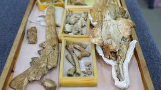 Ancient four-legged whale found in Egypt named after god of death