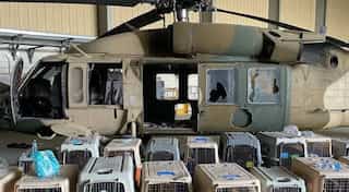 Pentagon refutes reports claiming the US left military dogs in Kabul
