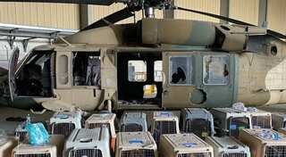 Pentagon refutes reports claiming the US left military dogs in Kabul