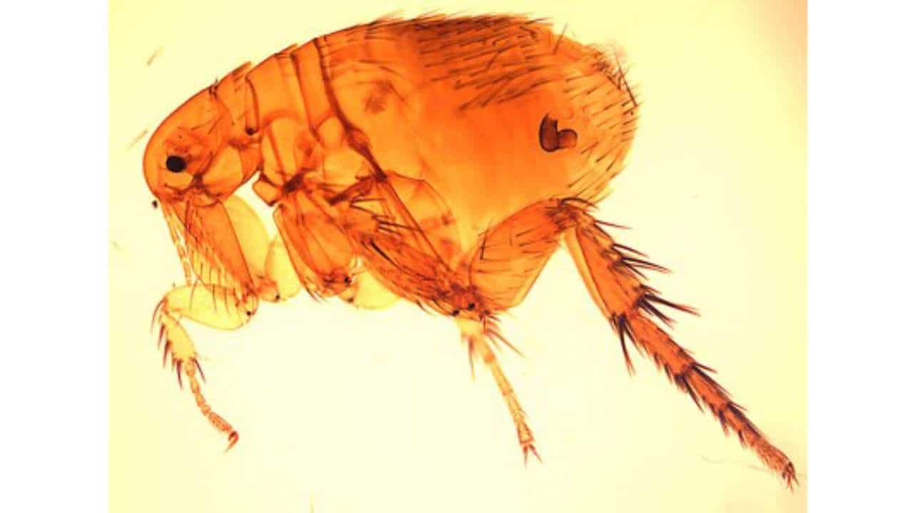 Scrub typhus: All about the mystery fever that has been gripping Indian states